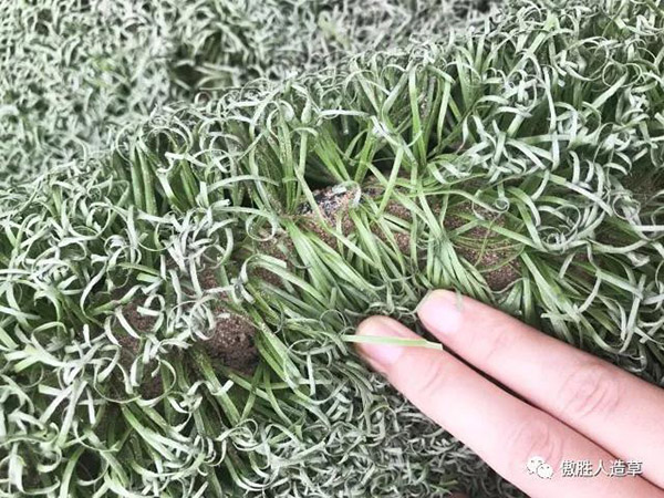 aosheng aosheng