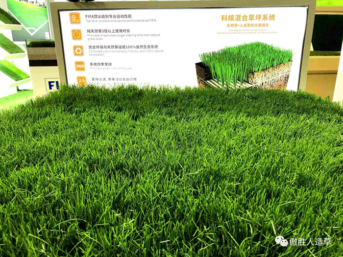 编织草 编织草