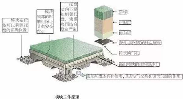 混合草坪系统